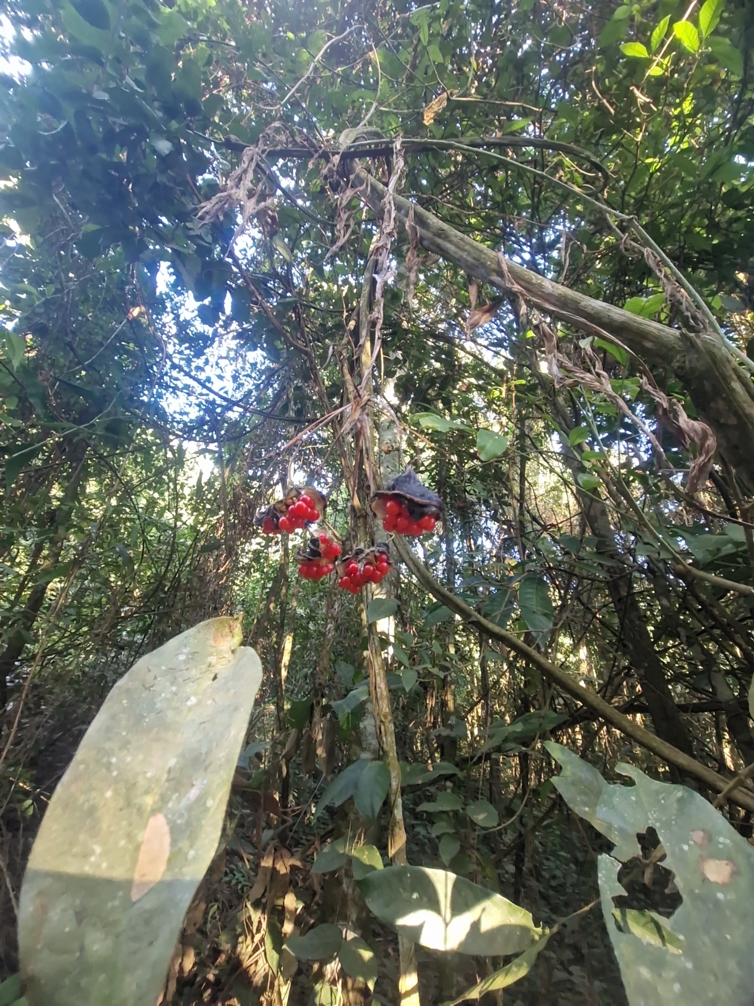 Bomarea edulis