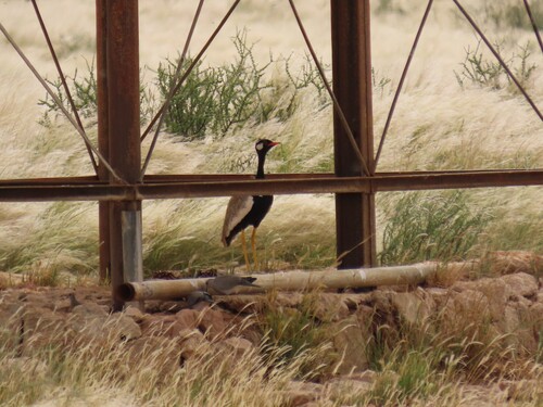 Northern Black Korhaan (Afrotis afraoides), photo 5