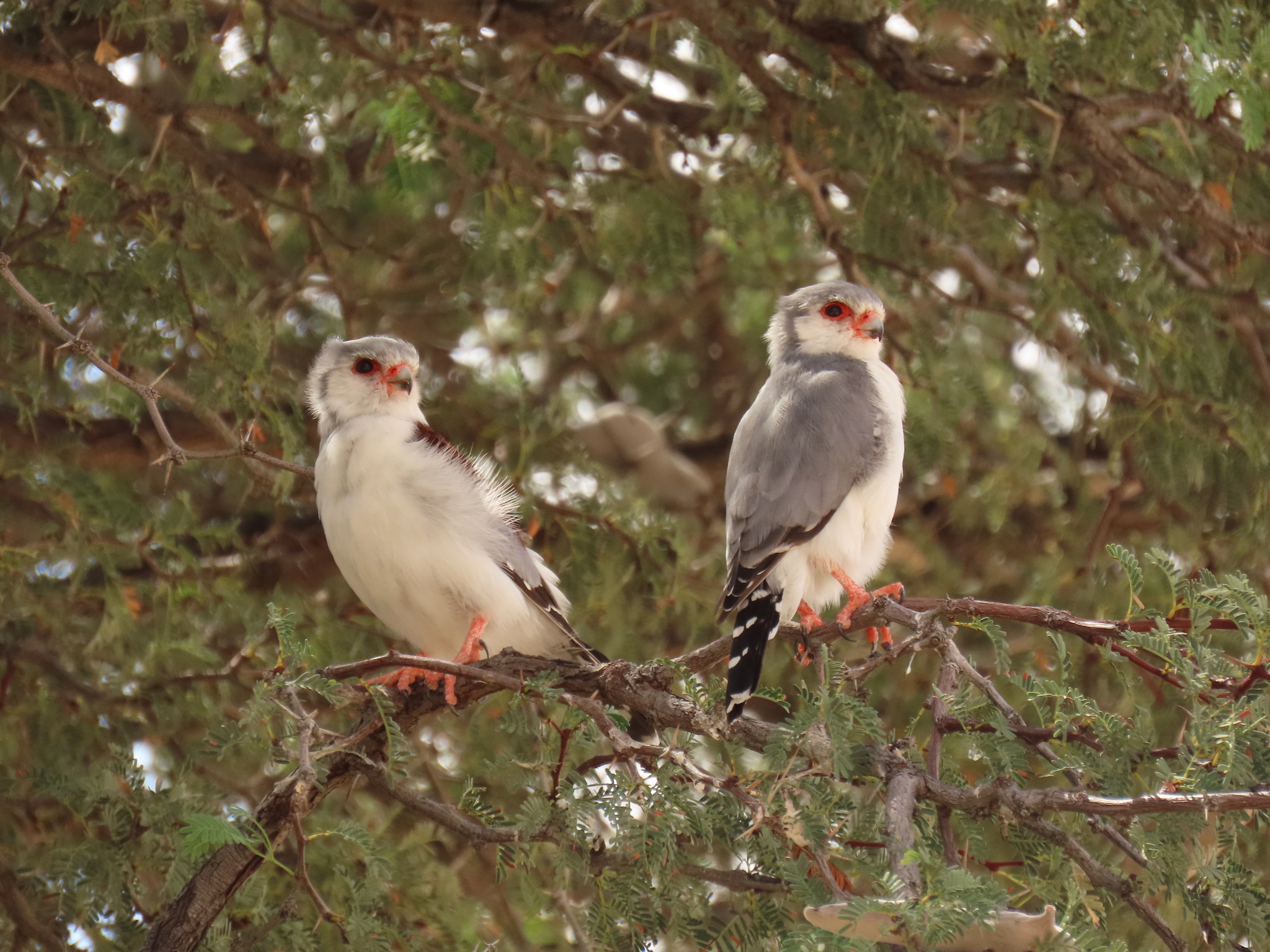 Pygmy Falcon (Polihierax semitorquatus), photo 5