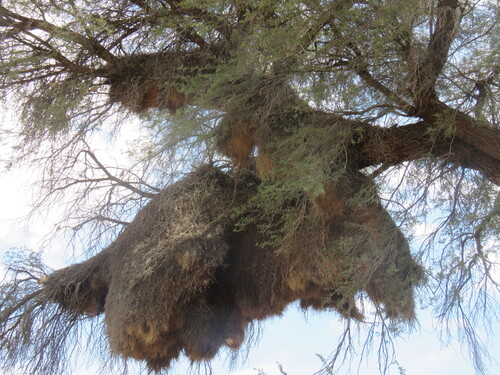 Sociable Weaver (Philetairus socius), photo 7