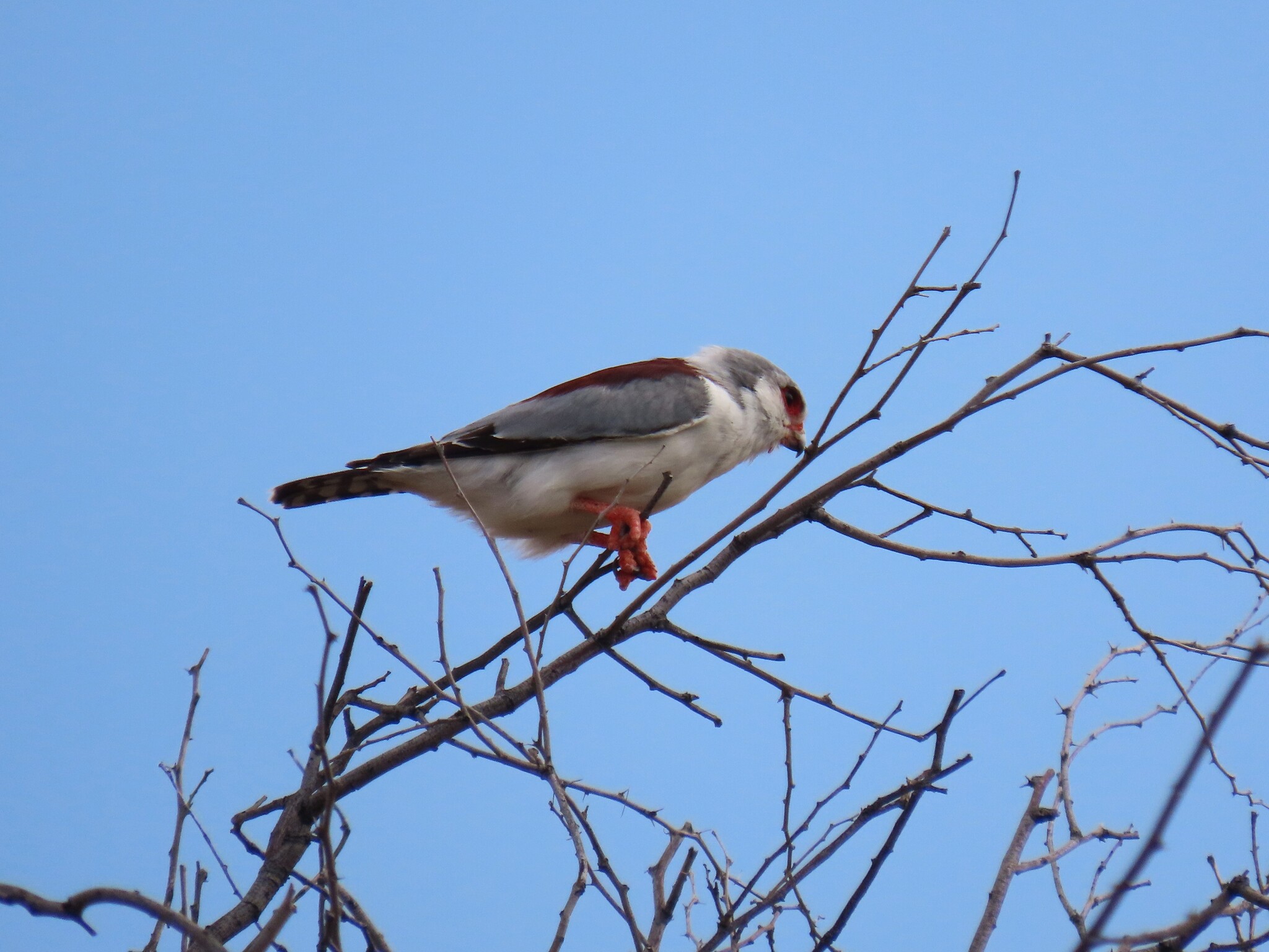 Pygmy Falcon (Polihierax semitorquatus), photo 6