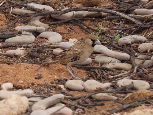 Sociable Weaver (Philetairus socius), photo 6