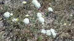 Chaenactis fremontii