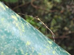 Clitumninae