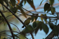 Vireo pallens