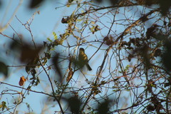 Vireo pallens