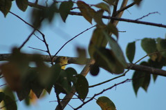 Vireo pallens