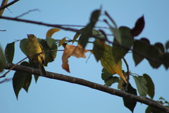 Vireo pallens