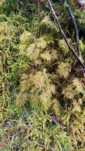 stairstep moss
