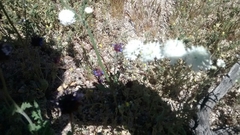 Chaenactis fremontii