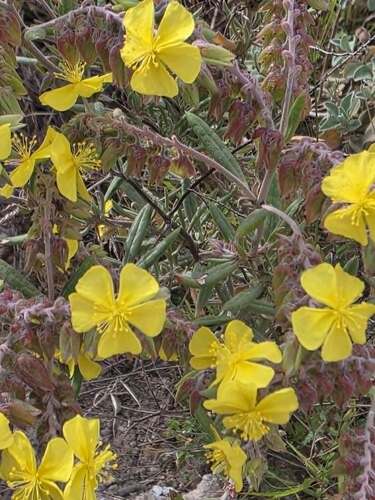 Syrian Rock-rose