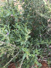 Solanum capense
