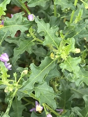 Solanum capense
