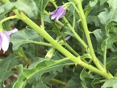 Solanum capense