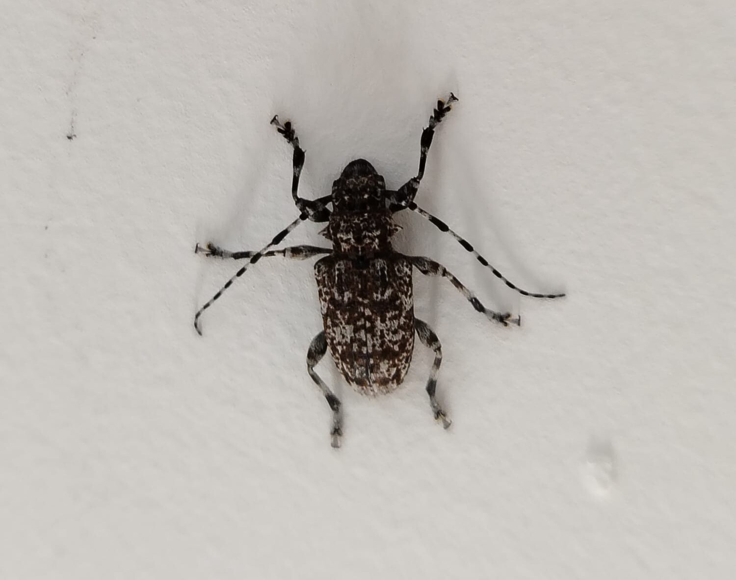 Aegomorphus clavipes