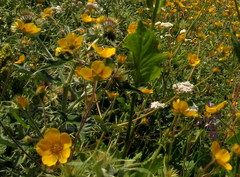 Potentilla pimpinelloides