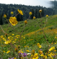 Potentilla pimpinelloides