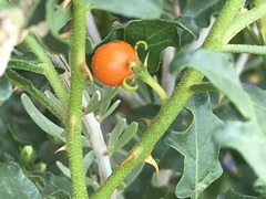 Solanum capense