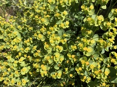 Euphorbia schizoloba