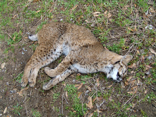 Bobcat photographed in Arkansas