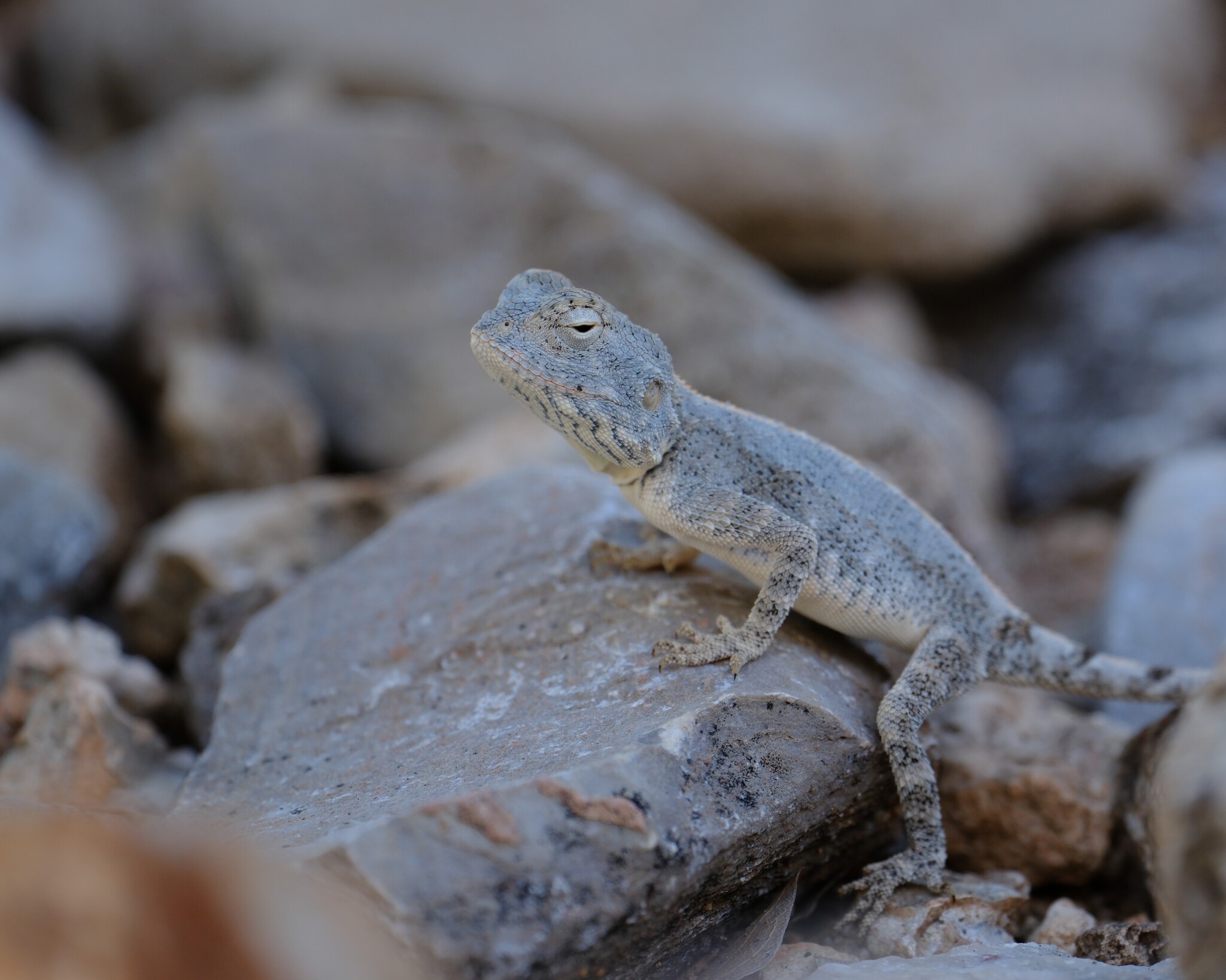 Agama anchietae Bocage, 1896