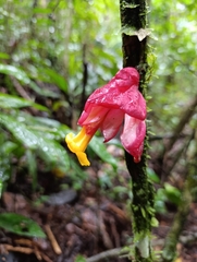 Drymonia coccinea