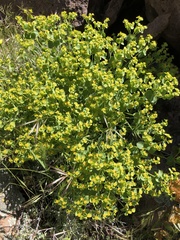 Euphorbia schizoloba