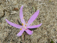 Colchicum bulbocodium