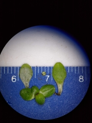 Callitriche heterophylla