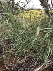 Enneapogon cenchroides