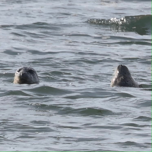 Harbor Seal photographed in Virginia