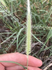 Enneapogon cenchroides