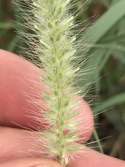 Enneapogon cenchroides