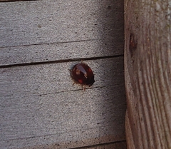 Adalia decempunctata