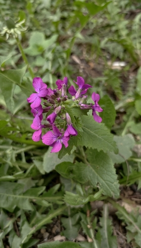 Наблюдение на iNaturalist
