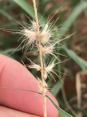 Enneapogon cenchroides