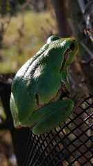 Hyla intermedia perrini