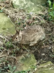 Sylvilagus floridanus
