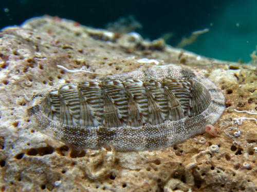 Rhyssoplax olivacea