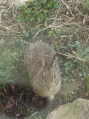 Sylvilagus floridanus