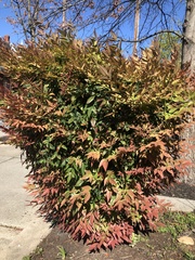 Nandina domestica