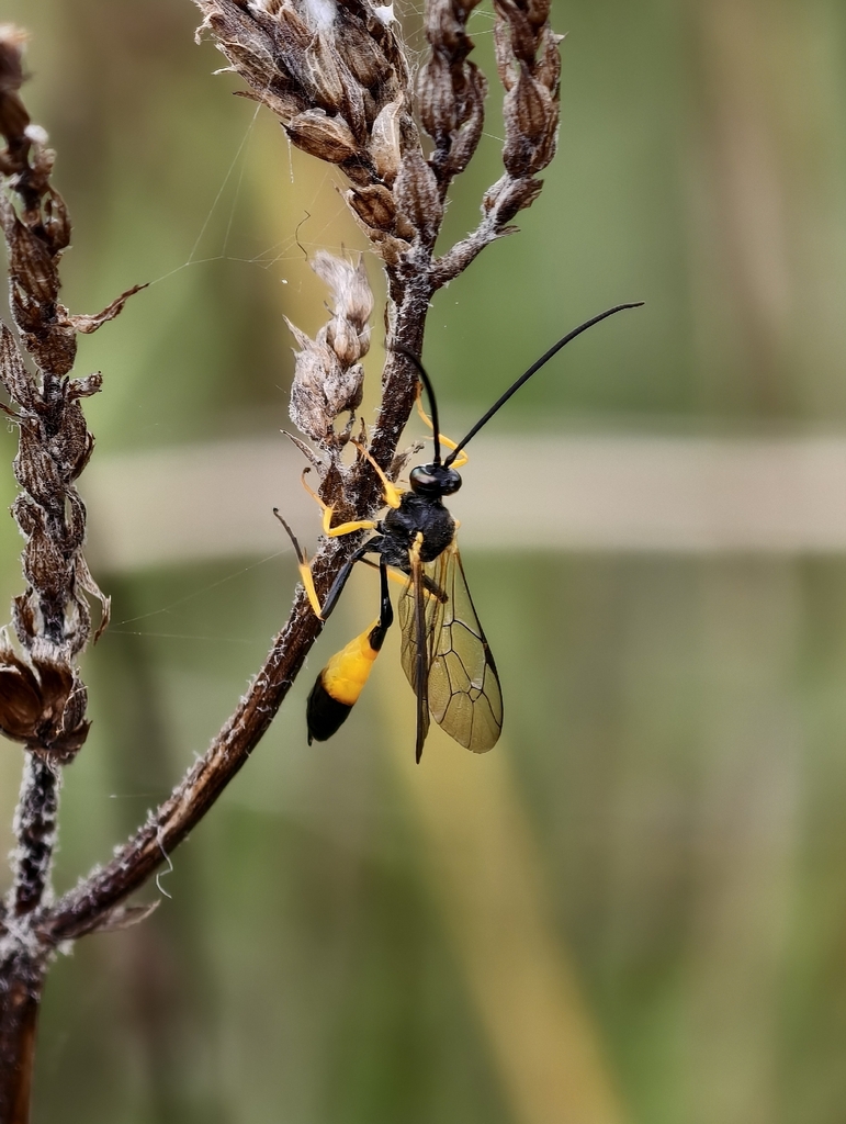 Dusona dubitor