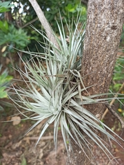 Anoplophytum