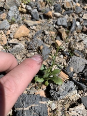 Nemacladus orientalis