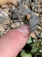 Nemacladus orientalis