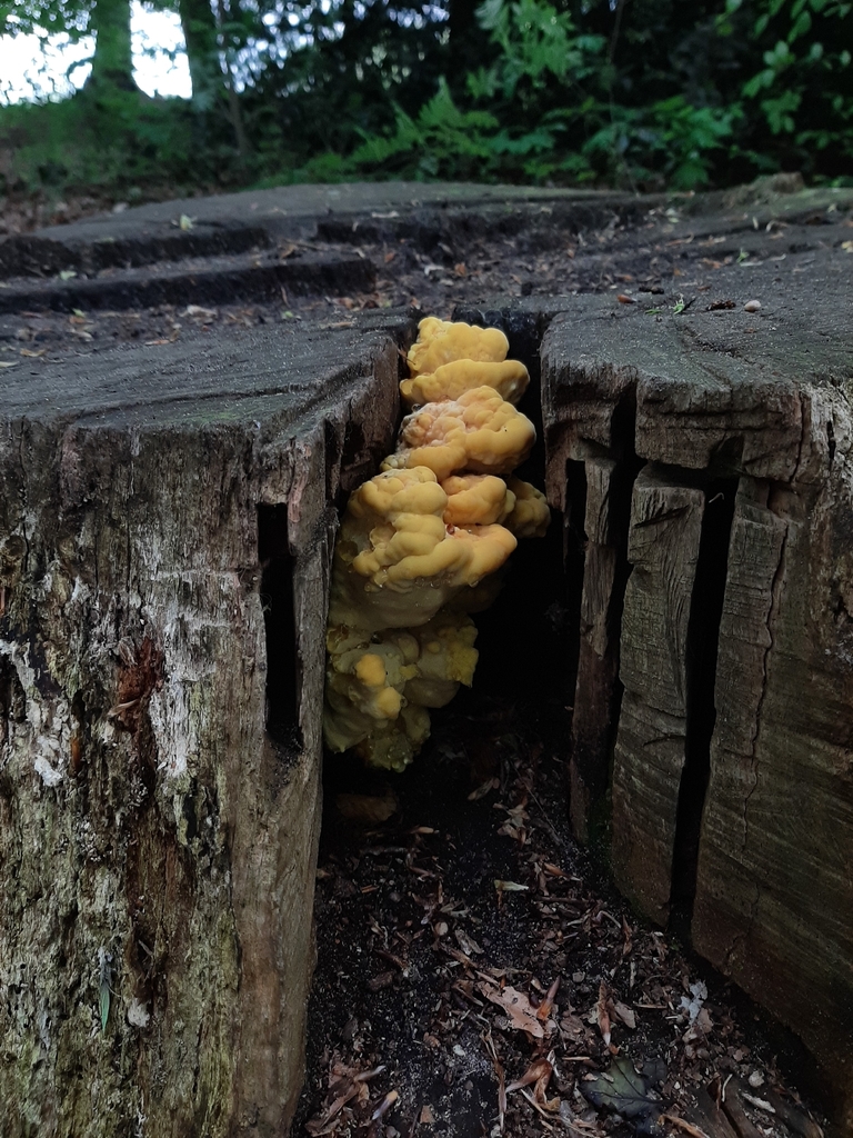 Laetiporus sulphureus · May 2026 · photo: © daniel_onneweer (iNaturalist, cc-by)