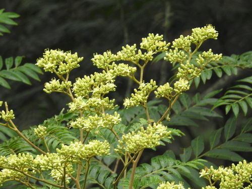 Dictyoloma vandellianum, 2026-05-03