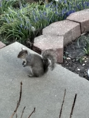 Sciurus carolinensis