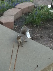 Sciurus carolinensis