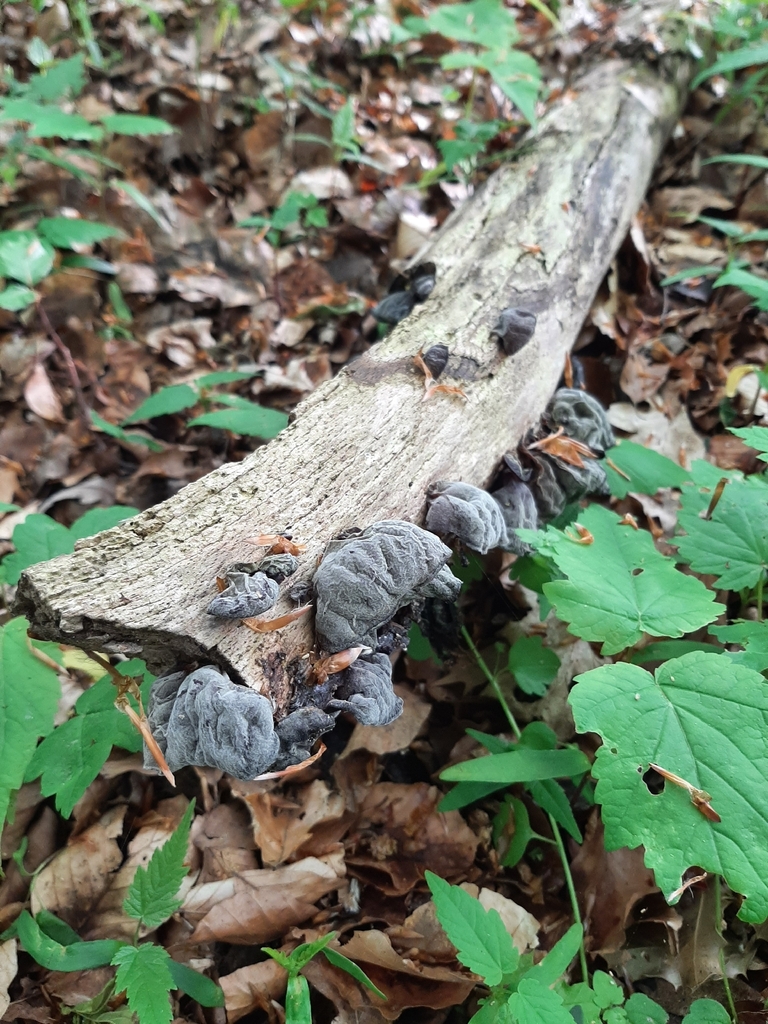 Auricularia auricula-judae · May 2026 · photo: © daniel_onneweer (iNaturalist, cc-by)
